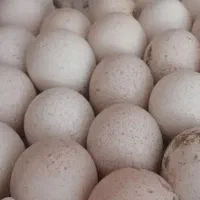 تخم بوقلمون نطفه‌دار