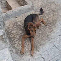 سگ ژرمن