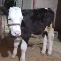 گاو شیری|حیوانات مزرعه|دینور, |دیوار