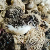 بلدرچین گوشتی و تخمگذار