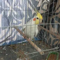 عروس هلندی نر