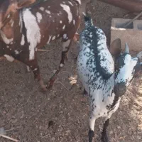 نری پچی|حیوانات مزرعه|بندرعباس, |دیوار