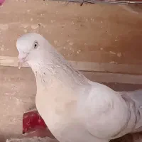 کفتر ترکیه ای سوسنی ترنج دار زیره ای و کویتی  ماده|پرنده|شیراز, رکن‌آباد|دیوار