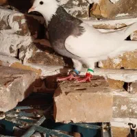 کبوتر ۳ عدد طوقی سبز طوقی الماسی