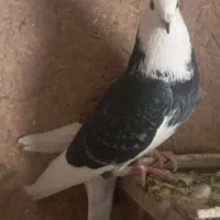 فروش کبوتر نقره ای و شازده بدرد بخور|پرنده|فرخ‌شهر, |دیوار