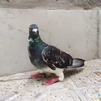 کفتر آلمانی