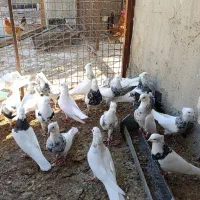 22 تا طوقی الماسی زرین سرکه ای کارتونی