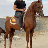 اسب عرب نریان ۵ ساله