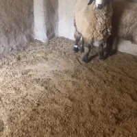 بره ماده بزغاله چاق برای کشت