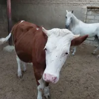 تعداد ۱۱ راس گاو شیری کوساله گوشتی