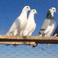 کبوتر پرشی تضمینی