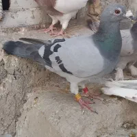 کبوترپلاکی|پرنده|شیراز, ترمینال باربری|دیوار