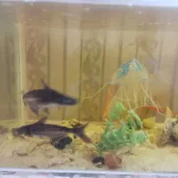 آکواریوم+ماهی و لوازم|ماهی|قوچان, |دیوار