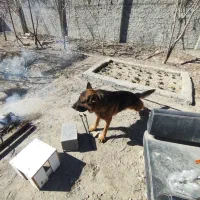 سگ ژرمن نر|سگ|اصفهان, گورت|دیوار