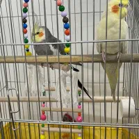 یه جفت عروس هلندی