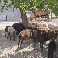 بره نر نژاد شال