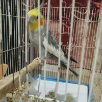 عروس هلندی|پرنده|میناب, |دیوار