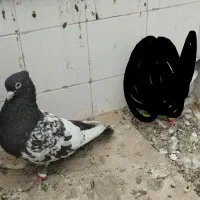 کفتر هلندی رواعب سینه ای دم چتری