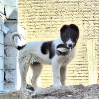 سگ لاس توله