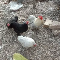 مرغ و خروس کوشین