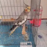 یک عدد عروس هلندی ماده باقفس