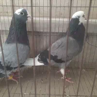 کبوترهای فروشی