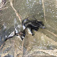 بچه ماهی کپور، آمور و فیتوفاک (۳۰ تا ۱۰۰ گرم)