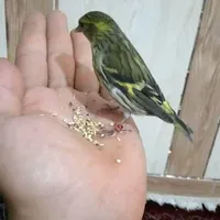 سهره قناری نر گلاستر  معاوضه با پرنده|پرنده|شیراز, میانرود|دیوار