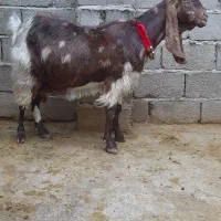 بزدورگ پاکستانی ابستن