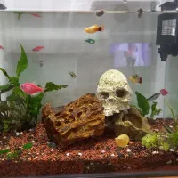 آکواریوم و ماهی وپمپ