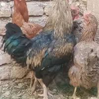 خروس خَنِگی|حیوانات مزرعه|خواف, |دیوار