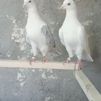 کبوتر اصیل دولاب