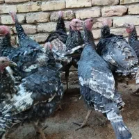 بوقلمون نر و ماده جوجه امسال|حیوانات مزرعه|بوئین زهرا, |دیوار