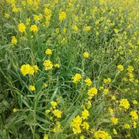 فروش زمین