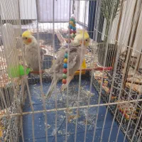 یک جفت عروس هلندی باقفس|پرنده|مشهد, شهید علی محمدی|دیوار