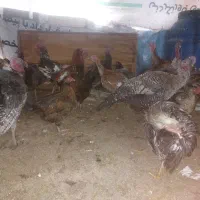 بوقلمون ارگانیک|حیوانات مزرعه|قزوین, |دیوار