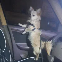 سگ خونگی|سگ|نسیم‌شهر, |دیوار