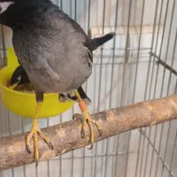 مرغ مینا قفسی|پرنده|شهریار, شهرک شاهد|دیوار