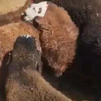 بره چاق و لاغر