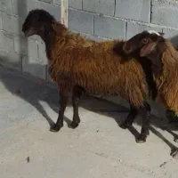 یک‌عددبره۳۴کیلویی‌باچوب‌زدم‌به‌سرش‌قیمت۱۵ملیون‌