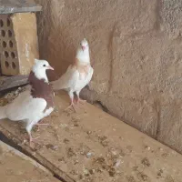 باسلام جفت جوجه طوقی جوان|پرنده|اهواز, الهائی|دیوار