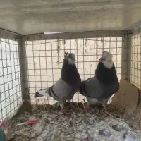 کبوتر شازده سبز عالی