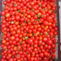 گوجه ریز محلی