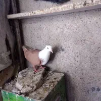 ماده مخمل زرد