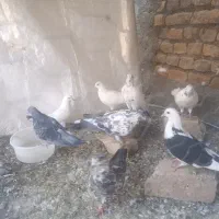 کبوترپرشی