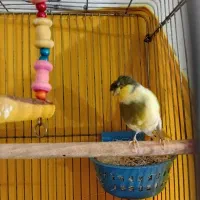 قناری نر گلدستر|پرنده|هشتگرد, سیف آباد|دیوار