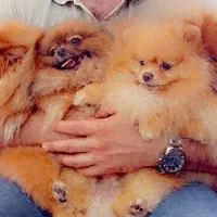 پامرانین خرسی سایز تیکاپ فوق العاده ریز وارداتی