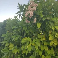 خرید انواع چوب سیاه درخت درفارس واستانهای اطراف