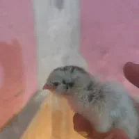 جوجه گلین|حیوانات مزرعه|سیرجان, |دیوار