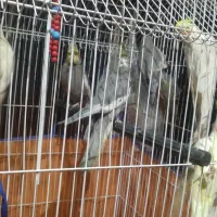 عروس هلندی نر ماده